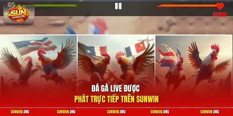Đá gà live được phát trực tiếp trên Sunwin